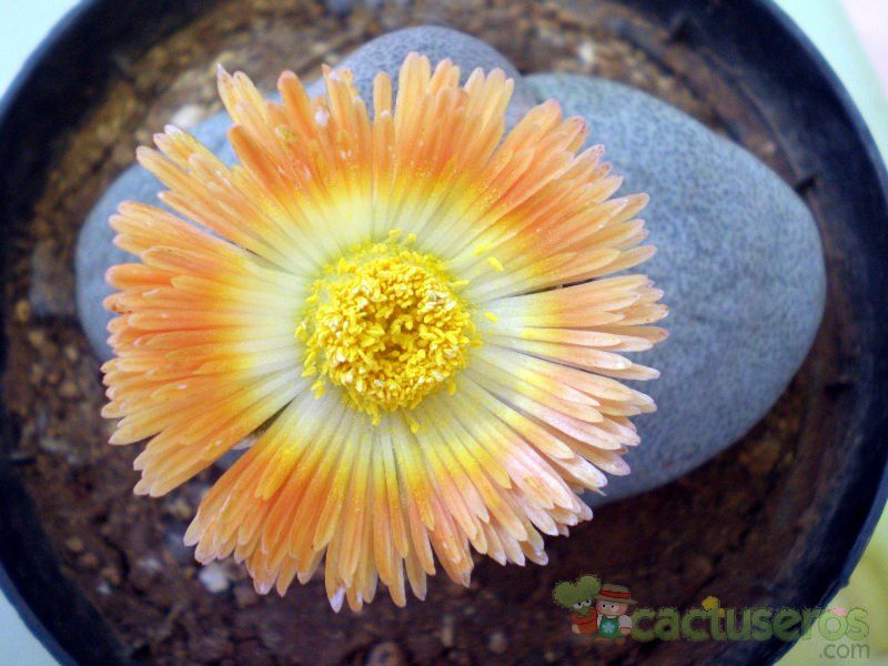Una foto de Pleiospilos nelii