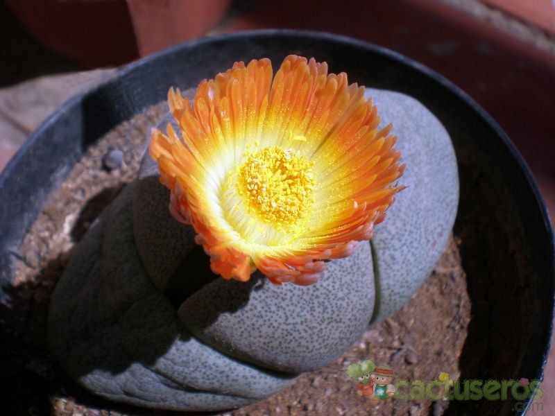 Una foto de Pleiospilos nelii