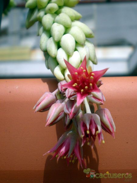 A photo of Sedum morganianum
