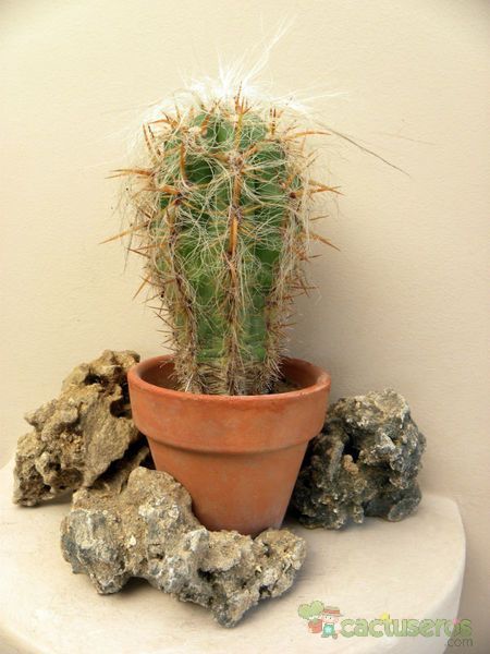 A photo of Oreocereus celsianus