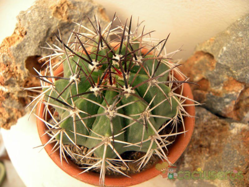 A photo of Melocactus curvispinus