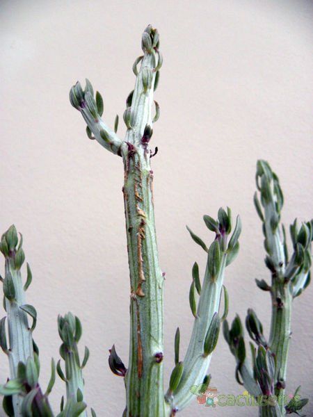Una foto de Kleinia anteuphorbium