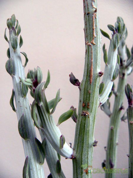 Una foto de Kleinia anteuphorbium
