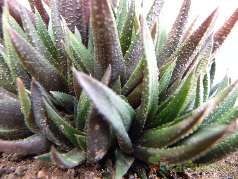 Una foto de Haworthia glabrata