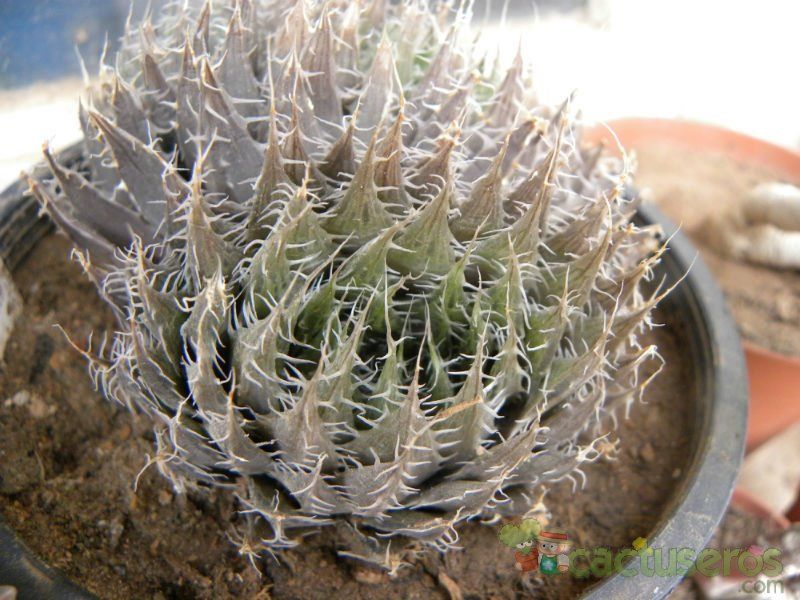 A photo of Haworthia tretyrensis