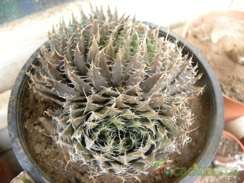 Una foto de Haworthia tretyrensis