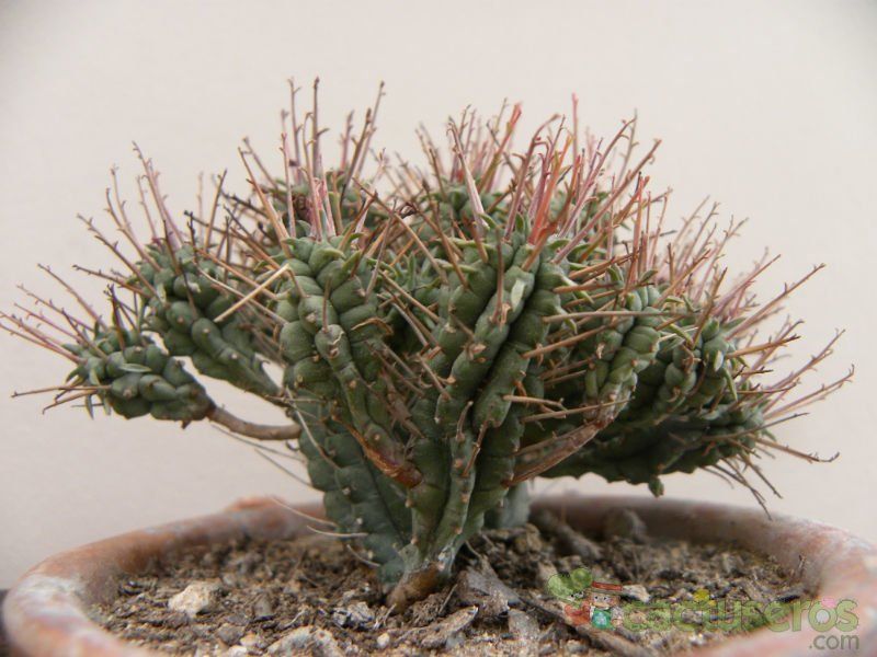 Una foto de Euphorbia mammillaris