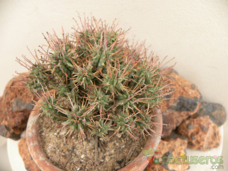 Una foto de Euphorbia mammillaris