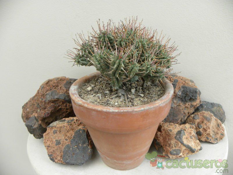 Una foto de Euphorbia mammillaris