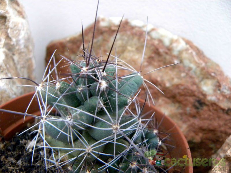 Una foto de Coryphantha macromeris