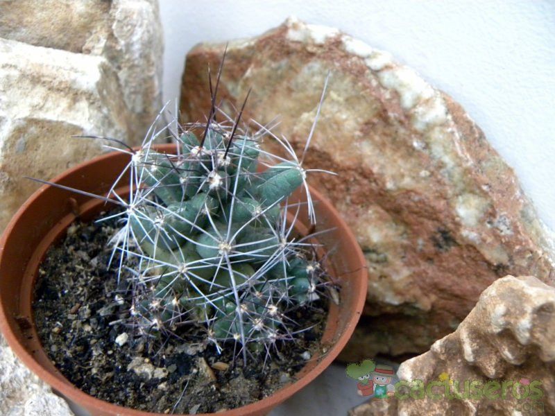 Una foto de Coryphantha macromeris