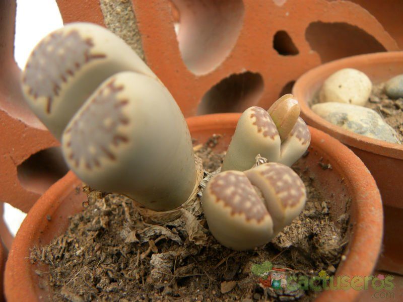 A photo of Lithops julii ssp. fulleri var. fulleri