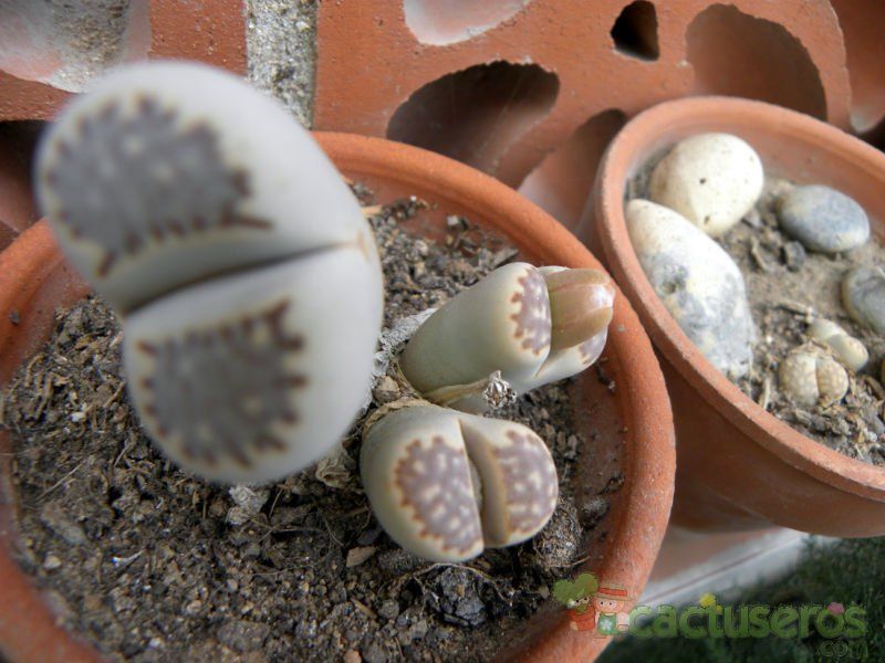 A photo of Lithops julii ssp. fulleri var. fulleri