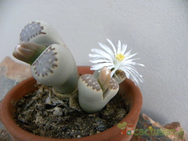 A photo of Lithops julii ssp. fulleri var. fulleri