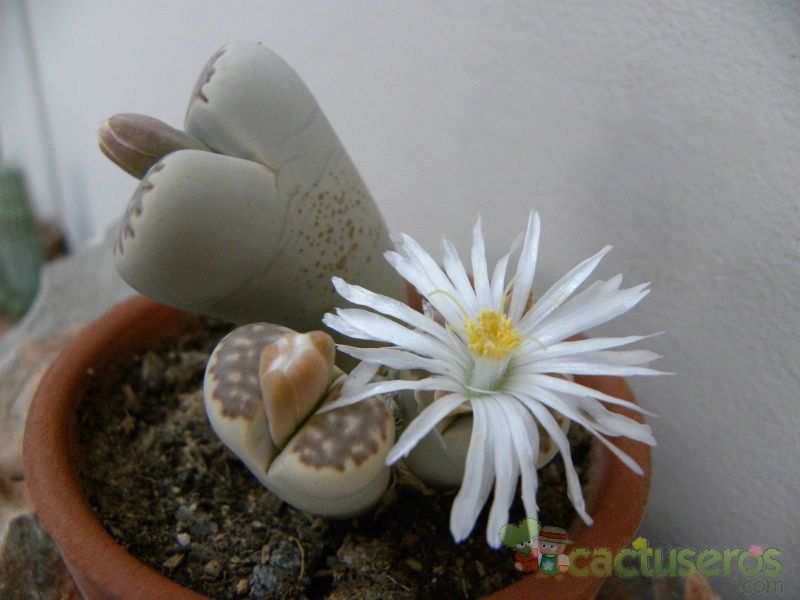 A photo of Lithops julii ssp. fulleri var. fulleri