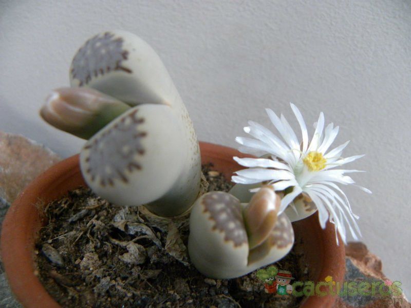 A photo of Lithops julii ssp. fulleri var. fulleri