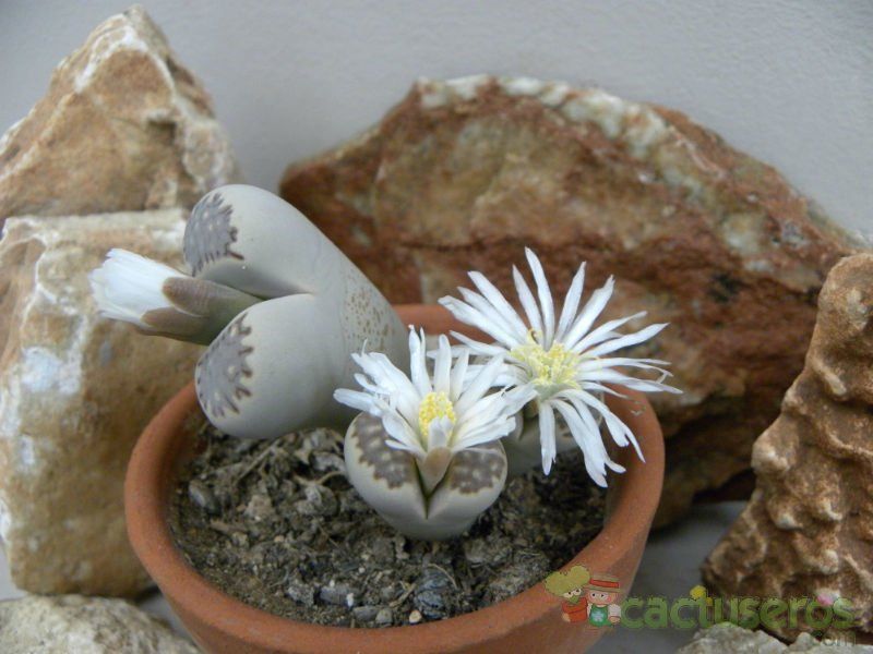A photo of Lithops julii ssp. fulleri var. fulleri