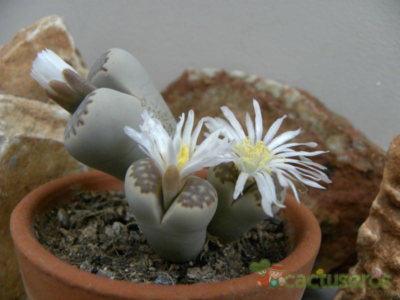 A photo of Lithops julii ssp. fulleri var. fulleri