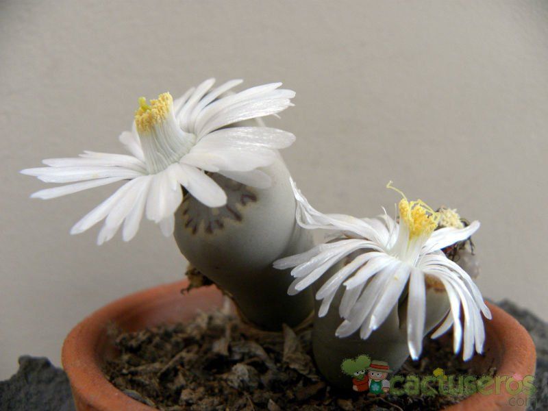 A photo of Lithops julii ssp. fulleri var. fulleri
