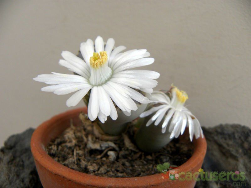 A photo of Lithops julii ssp. fulleri var. fulleri