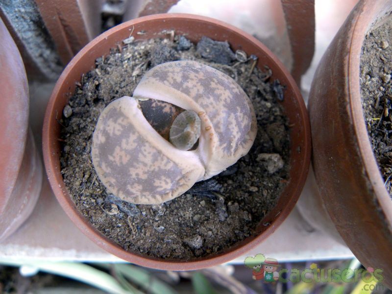A photo of Lithops lesliei ssp. lesliei var. lesliei