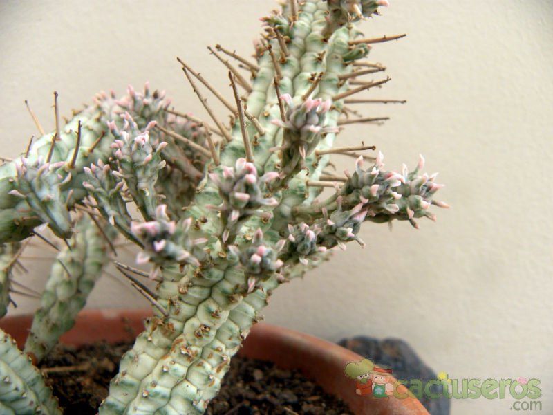 A photo of Euphorbia mammillaris fma. variegada