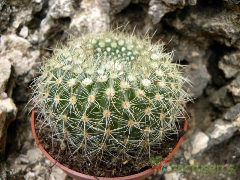 A photo of Parodia concinna ssp. agnetae