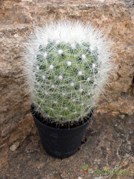 Una foto de Mammillaria senilis