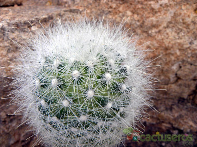 Una foto de Mammillaria senilis