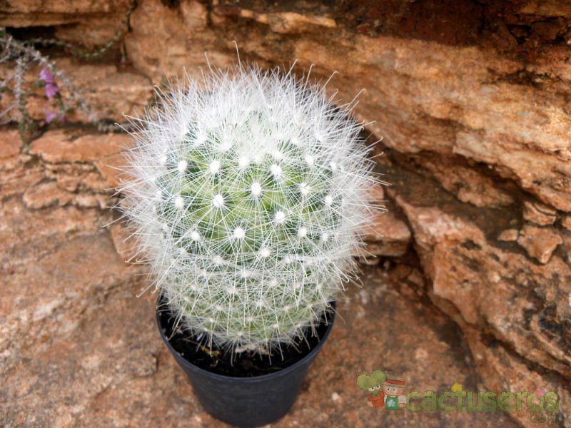 Una foto de Mammillaria senilis