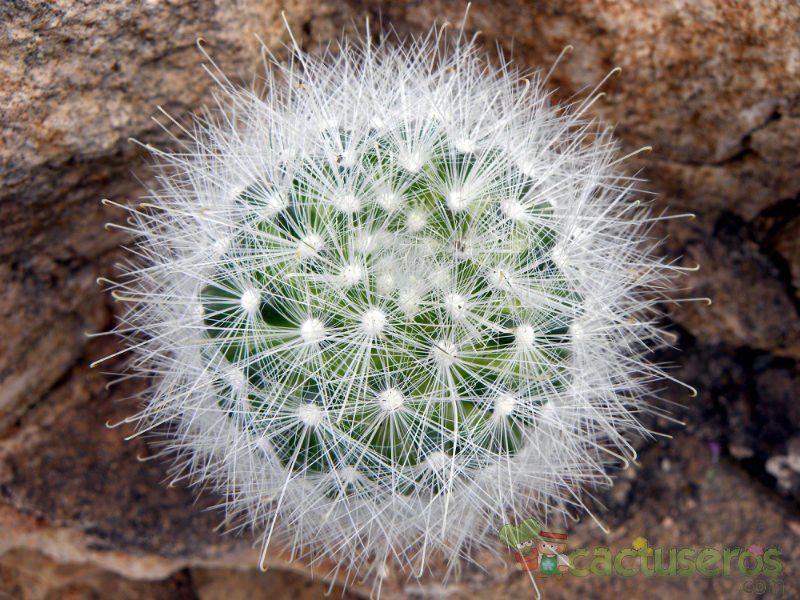 Una foto de Mammillaria senilis