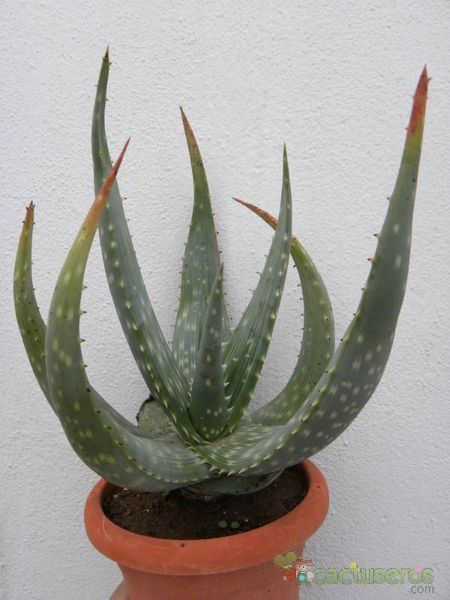 Una foto de Aloe gariepensis