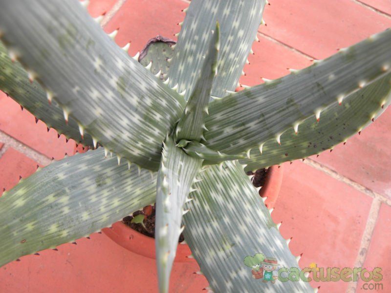 A photo of Aloe gariepensis