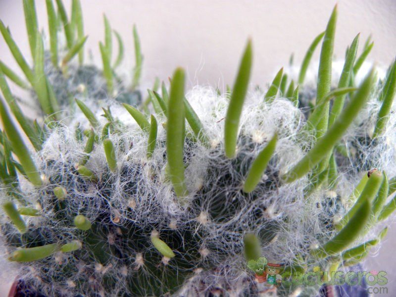 Una foto de Austrocylindropuntia vestita fma. crestada