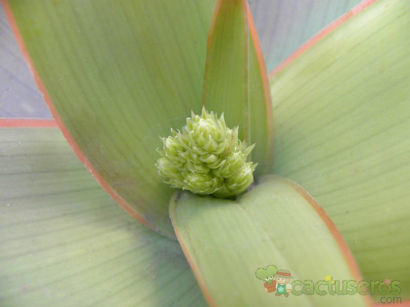 Una foto de Aloe striata subsp. striata