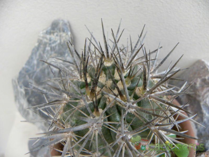 A photo of Eriosyce subgibbosa ssp. clavata