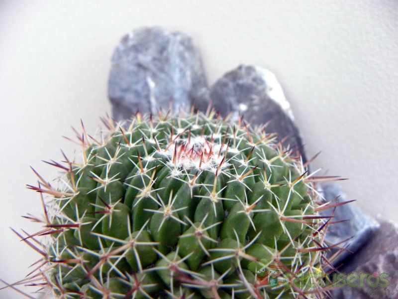 A photo of Mammillaria mystax