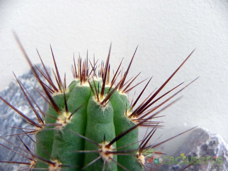 Una foto de Echinopsis peruviana