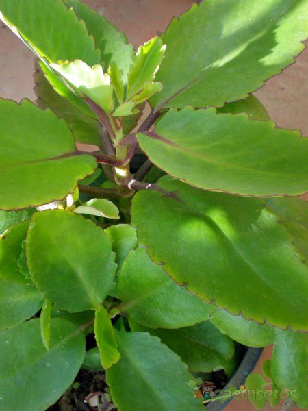A photo of Bryophyllum pinnatum