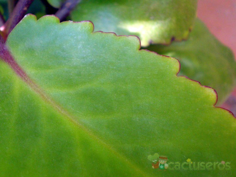 Una foto de Bryophyllum pinnatum