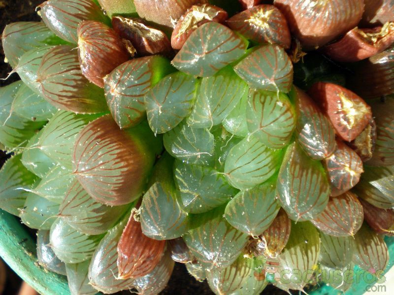 A photo of Haworthia cooperi var. pilifera