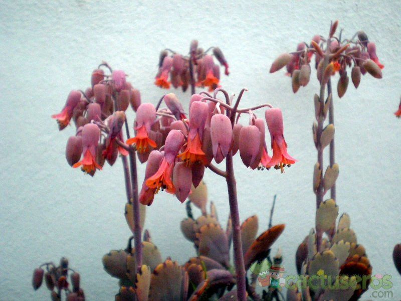 Una foto de Kalanchoe fedtschenkoi