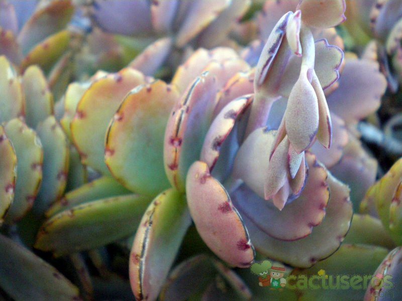 Una foto de Kalanchoe fedtschenkoi