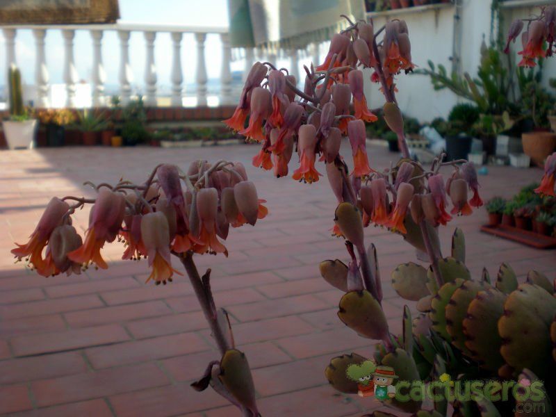 Una foto de Kalanchoe fedtschenkoi
