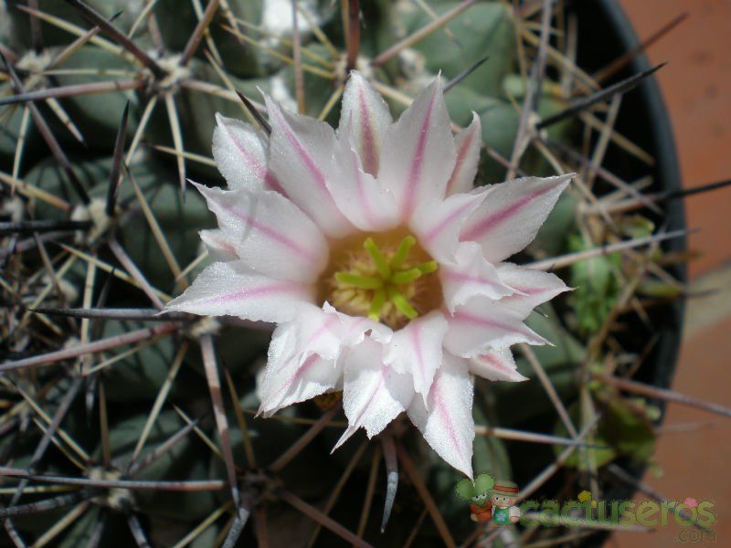 Una foto de Mammillaria melanocentra