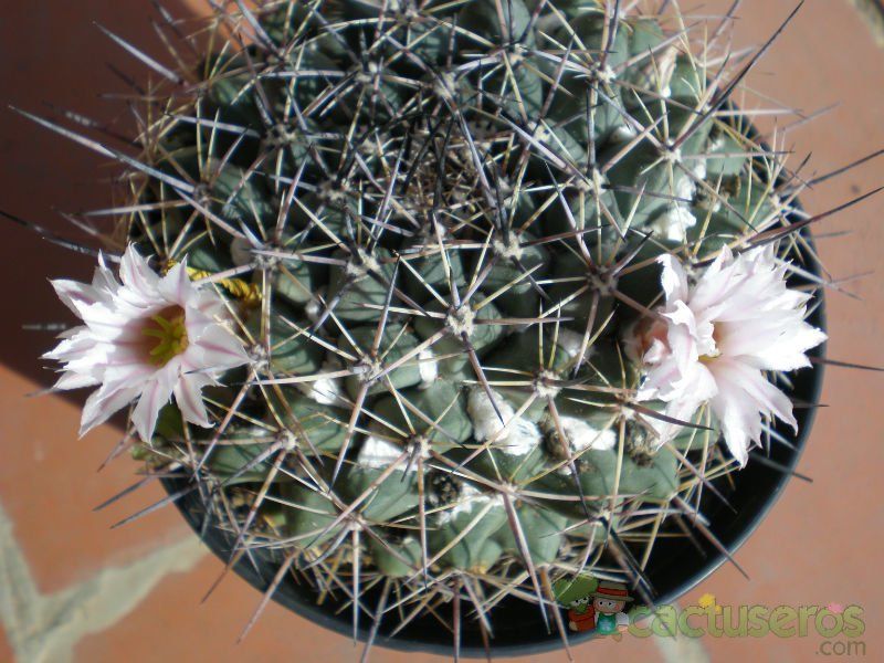 Una foto de Mammillaria melanocentra