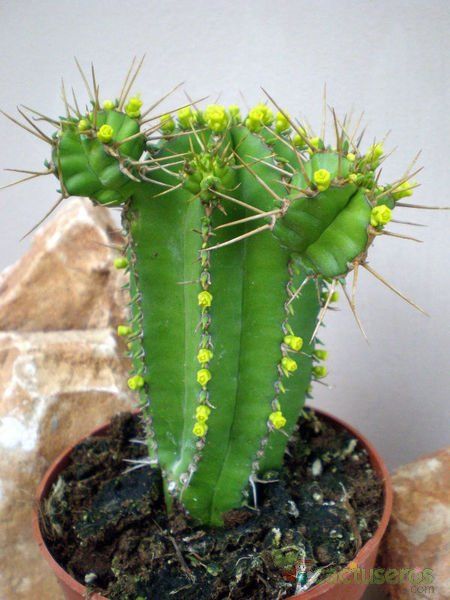 A photo of Euphorbia fruticosa