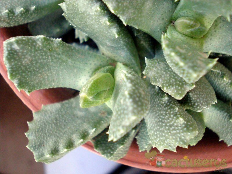 Una foto de Stomatium suricatinum  