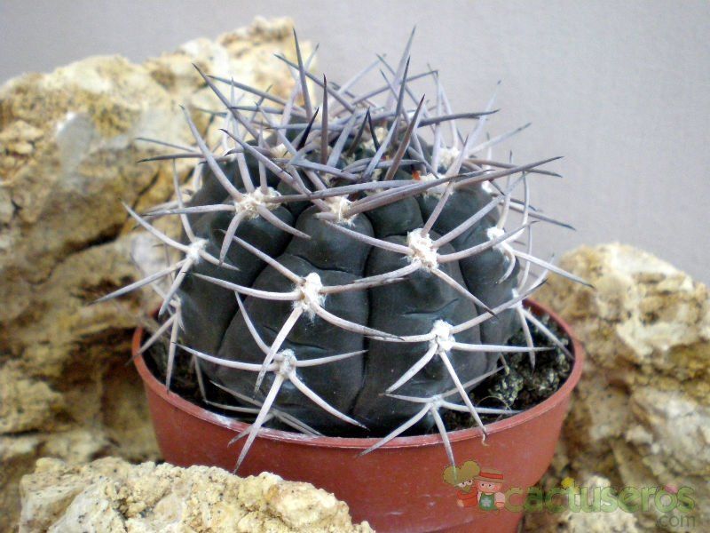 Una foto de Gymnocalycium oenanthemum