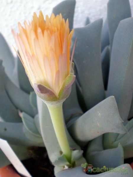 Una foto de Cheiridopsis denticulata